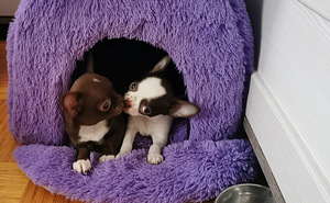 Chihuahua kutsikad (6 foto / 6)