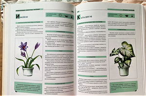 Illustreeritud toataimede entsüklopeedia (5 foto / 7)