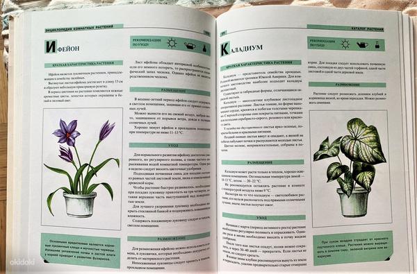 Иллюстрированная энциклопедия комнатных растений (фото #5)