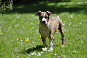Amstaff (1 foto / 7)
