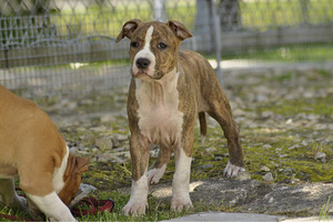 Amstaff (3 foto / 7)