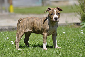 Amstaff (5 foto / 7)