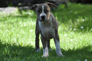 Amstaff (6 foto / 7)