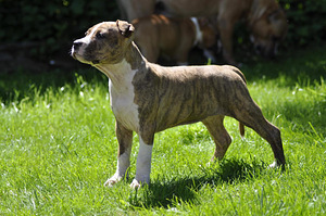 Amstaff (7 foto / 7)