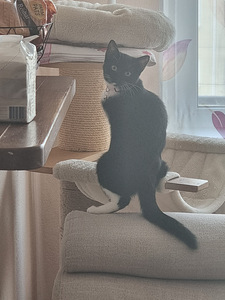 Ära anda emane kiisu (2 foto / 5)