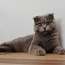 Kass scottish fold otsib uue kodu (foto #1)