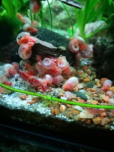 PLANORBELLA DURYI teod, roosa (2 foto / 3)