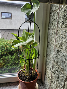 Kalla (Zantedeschia) (1 foto / 2)
