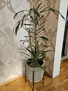 Dracaena (Draakonipuu) (2 foto / 2)