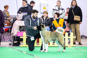 Ameerika akita kutsikas (9 foto / 10)