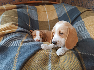 Beagle kutsikad Lätist (poisid) (5 foto / 8)