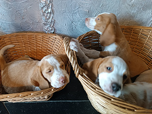 Beagle kutsikad Lätist (poisid) (2 foto / 8)