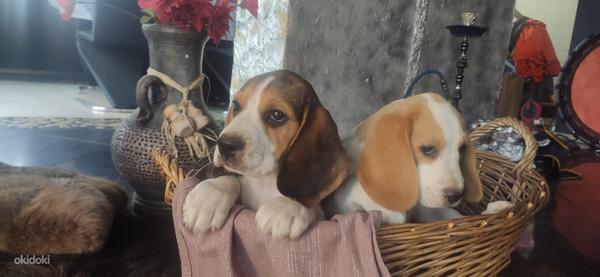 Lätist beagle kutsikad (foto #1)