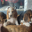 Lätist beagle kutsikad (foto #3)