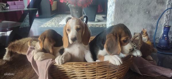 Lätist beagle kutsikad (foto #3)