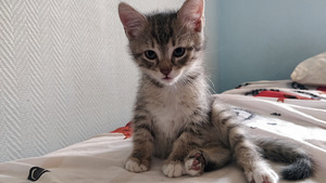 Котенок (5 фото из 6)