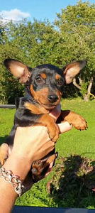 Miniature Pinscher / Kääbuspinšer kutsikad (1 foto / 8)