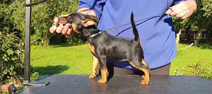 Miniature Pinscher / Kääbuspinšer kutsikad (3 foto / 8)