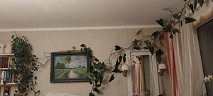 Цветок в горшке (2 фото из 3)