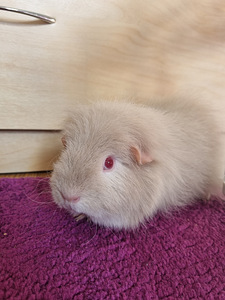 Pikakarvaline emane merisiga (1 foto / 4)