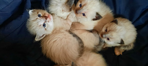 Siiami laadsed kassipojad (5 фото из 7)