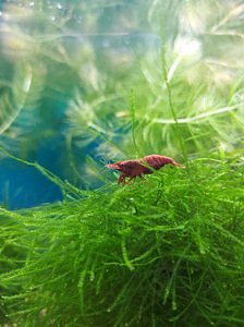 Krevetid - Kirsikrevetid (cherry shrimps) (2 foto / 2)