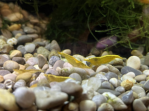 Kollased krevetid (Neocaridina) (2 foto / 3)