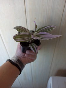 Tradescantia Albiflora Pink (4 foto / 4)