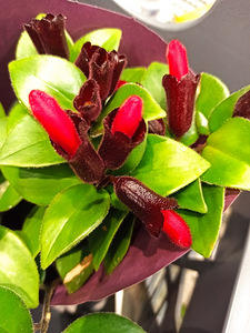 Aeschynanthus Mona Lisa (2 foto / 3)
