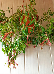 Columnea Schiedeana, Columnea Schiedeana (1 foto / 4)