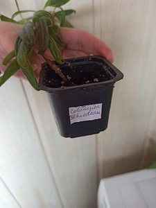 Columnea Schiedeana, Columnea Schiedeana (4 foto / 4)