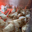 Продам цыплят (фото #1)