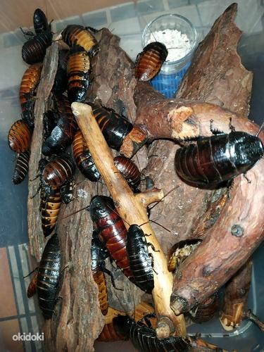 Мадагаскарские тараканы (фото #1)
