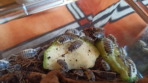 Isopodis Porcellio laevis orange (2 foto / 3)