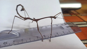 Raagritsikad Mnesilochus portentosus (2 foto / 3)
