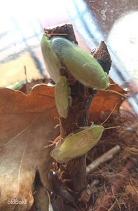 Банановые тараканы (Panchlora nivea)