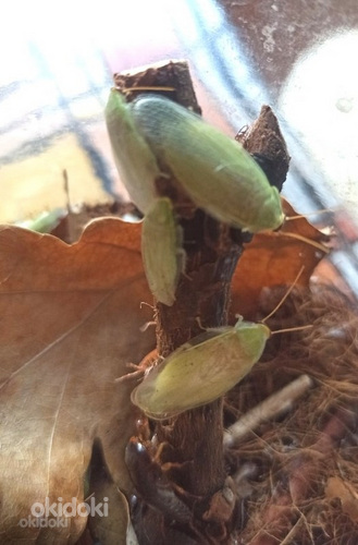 Банановые тараканы (Panchlora nivea)
