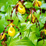Венерин башмачок цветы (фото #1)