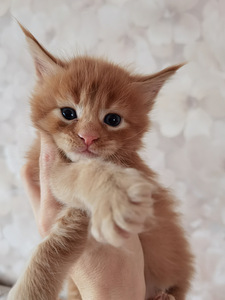Котята Maine Coon (3 фото из 4)