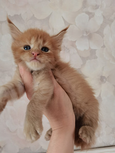 Котята Maine Coon (4 фото из 4)