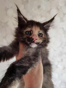 Котята Maine Coon (5 фото из 8)