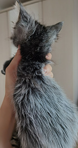 Котята Maine Coon (4 фото из 8)