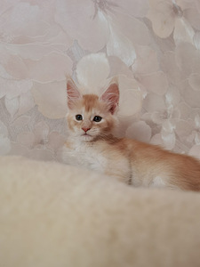 Maine Coon котята (5 фото из 6)