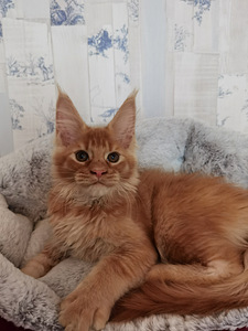 Maine Coon котята (6 фото из 6)