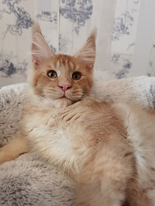 Maine Coon kassipojad Eestis (3 foto / 4)