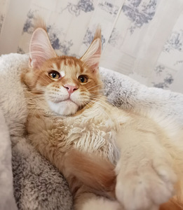 Maine Coon kassipojad Eestis (1 foto / 4)