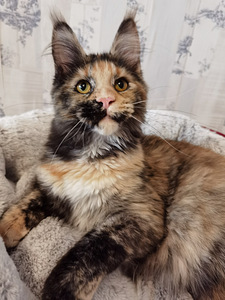 Maine Coon (2 фото из 5)