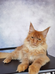 Maine Coon котенок (1 фото из 4)