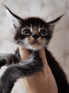 Maine Coon котята (1 фото из 5)