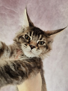 Maine Coon котята (7 фото из 8)